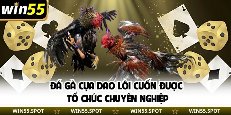 Đá gà cựa dao lôi cuốn được tổ chức chuyên nghiệp